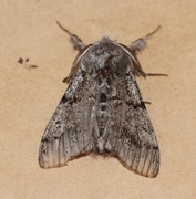 Heibørstespinner (Gynaephora fascelina)