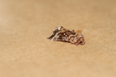 Beautiful Golden Y (Autographa pulchrina)