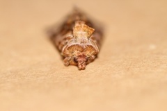 Beautiful Golden Y (Autographa pulchrina)