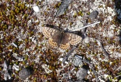 Freija's Fritillary (Boloria freija)