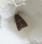 Broom Moth (Ceramica pisi)