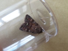 Broom Moth (Ceramica pisi)