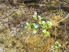 Vårblåvinge (Celastrina argiolus)