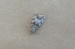 Little Grey (Eudonia lacustrata)