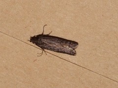 Bryotropha terrella