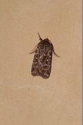 Røsslyngfly (Lycophotia porphyrea)