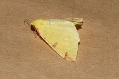 Sitronmåler (Opisthograptis luteolata)