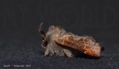 Small Chocolate-tip (Clostera pigra)