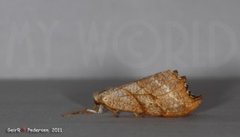 Scalloped Hook-tip (Falcaria lacertinaria)