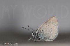 Mazarine Blue (Cyaniris semiargus)