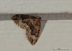 Water Carpet (Lampropteryx suffumata)