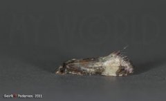 Svevepraktvikler (Cochylis dubitana)