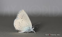 Small Blue (Cupido minimus)