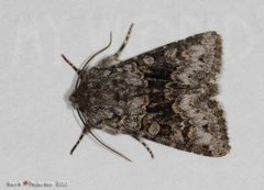 Broad-barred White (Hecatera bicolorata)