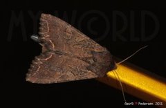 Brunt lundfly (Lacanobia suasa)