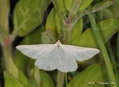 Black-veined Moth (Siona lineata)