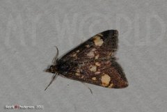 Common Purple & Gold (Pyrausta purpuralis)