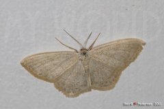 Cream Wave (Scopula floslactata)