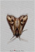 Purple Cloud (Actinotia polyodon)