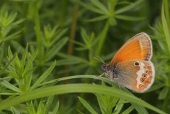 Pearly Heath (Coenonympha arcania)