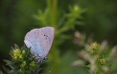 Green-underside Blue (Glaucopsyche alexis)