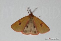 Clouded Buff (Diacrisia sannio)
