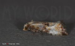 Lyngheipraktvikler (Eupoecilia angustana)