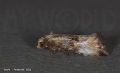 Marbled Conch (Eupoecilia angustana)