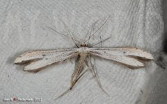 Prikkfjærmøll (Hellinsia tephradactyla)