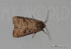 Mottled Rustic (Caradrina morpheus)