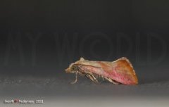 Gold-fringed Conch (Cochylis flaviciliana)