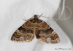 Barred Carpet (Martania taeniata)