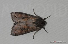 Pale Shining Brown (Polia bombycina)