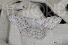 Cream Wave (Scopula incanata)