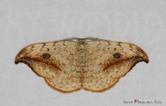 Pebble Hook-tip (Drepana falcataria)