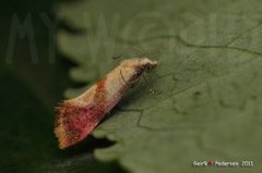 Karminpraktvikler (Cochylis flaviciliana)