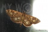 Hyllengmott (Anania coronata)