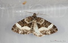 Sharp-angled Carpet (Euphyia unangulata)