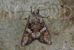 Beautiful Brocade (Lacanobia contigua)
