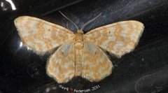 Small Yellow Wave (Hydrelia flammeolaria)