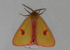 Clouded Buff (Diacrisia sannio)