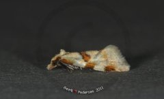 Thistle Conch (Aethes cnicana)