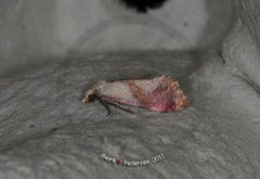 Gold-fringed Conch (Cochylis flaviciliana)