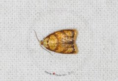 Yellow Rose Button (Acleris bergmanniana)