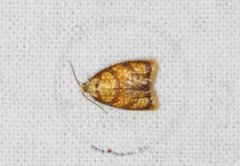 Roseflatvikler (Acleris bergmanniana)