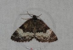 White-banded Carpet (Spargania luctuata)