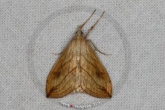 Garden Pebble (Evergestis forficalis)