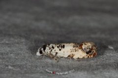 Marbled Bell (Eucosma campoliliana)