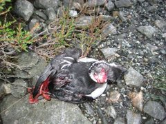 Little Auk (Alle alle)