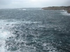 Little Auk (Alle alle)